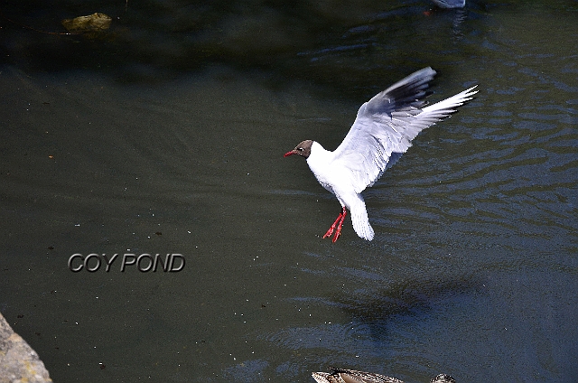 27 05 13_3024_edited-1.jpg - COY POND - UPPER GARDENS BOURNEMOUTH - MAY 2013